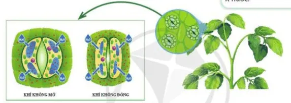 Cơ chế mở đóng khí khổng do ion kali điều khiển, ảnh hưởng trực tiếp đến quang hợp và thoát hơi nước