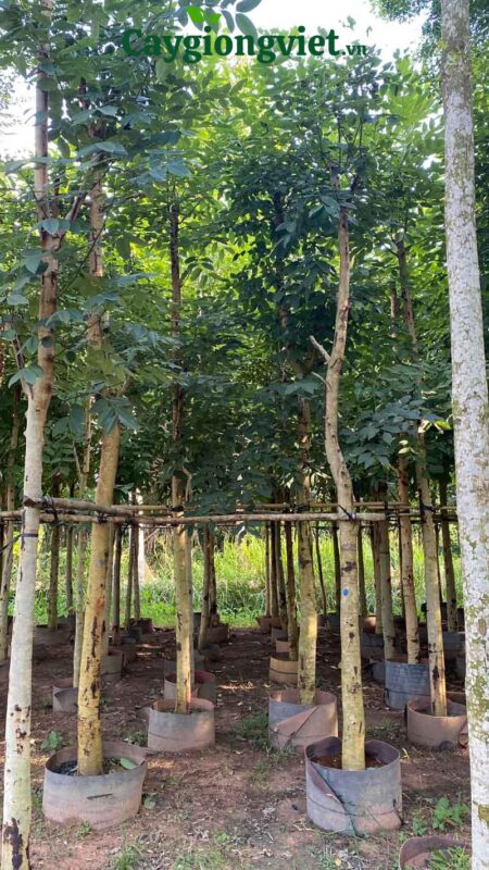 Cây Bóng Mát Nên Trồng Trước Nhà: Hướng Dẫn Chi Tiết Từ Chuyên Gia