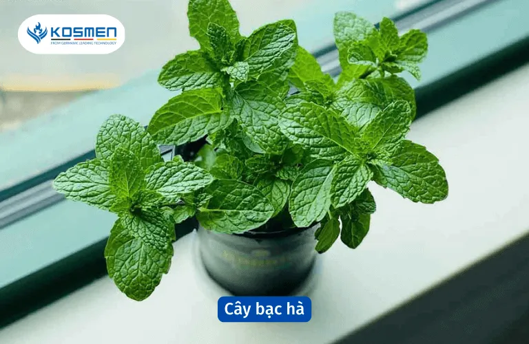 Cây bạc hà khử mùi ẩm mốc và diệt khuẩn hiệu quả