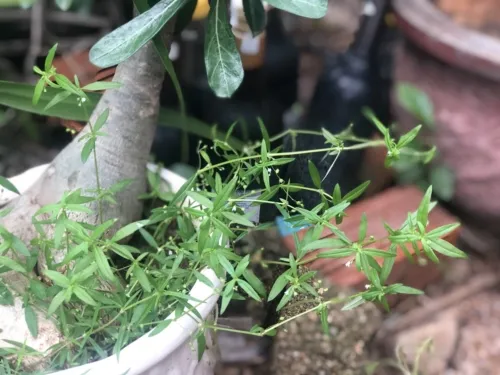 Đặc điểm hình thái chi tiết của lá và thân cây bạch hoa xà