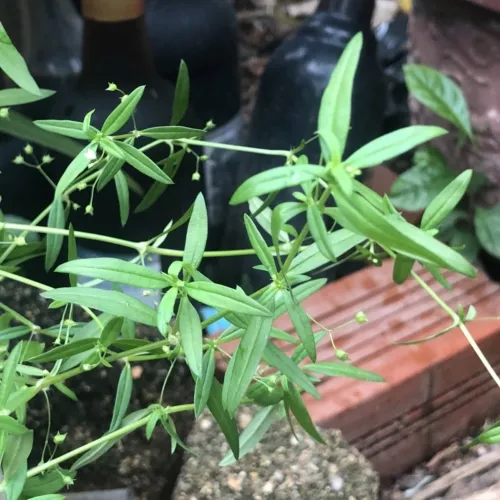 Cây bạch hoa xà thiệt thảo tươi mọc trong tự nhiên