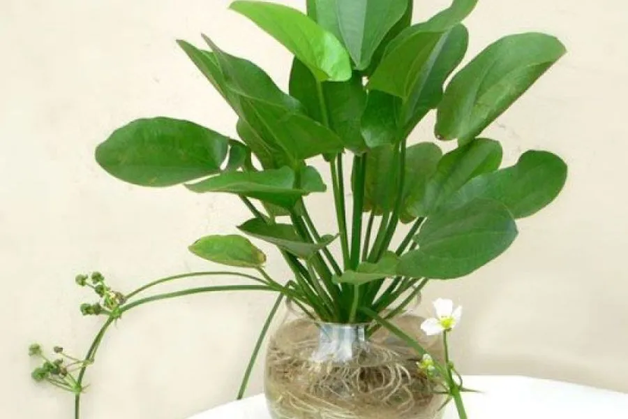 Cây trồng trong nước - Cây bách thủy tiên