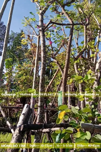 Ban Tím dâm ủ đường kính gốc từ 10cm