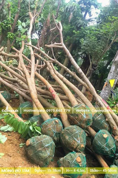 Một đống cây Ban Tím đường kính gốc 10cm mới bứng và tỉa tay cành