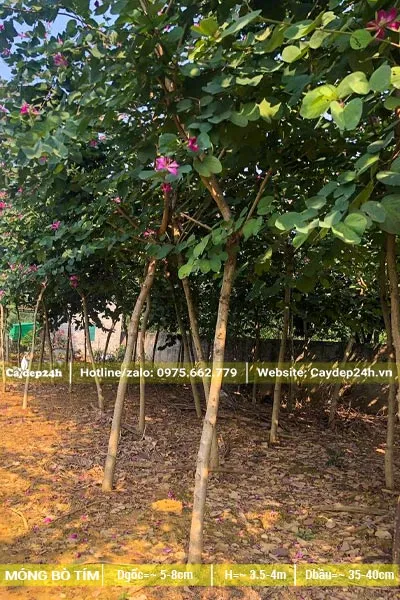 Vườn cây Ban Tím đường kính 5cm đã ra hoa