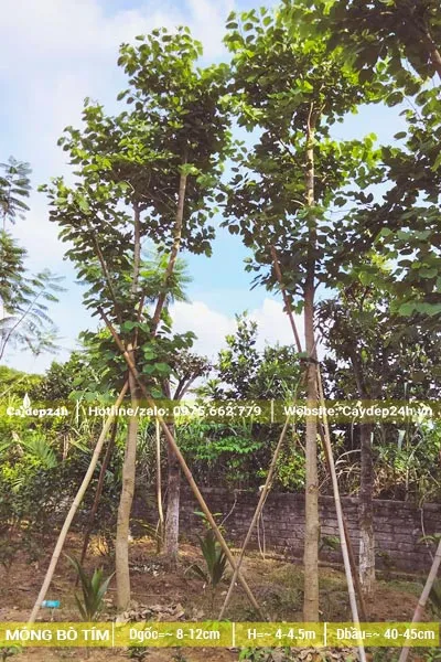 Cây dâm ủ chiều cao khoảng 4 - 5m, đường kính gốc 8cm