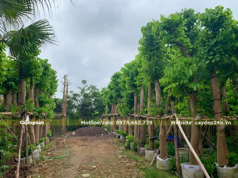 Vườn dâm ủ hàng trăm cây Ban Tím đường kính gốc 15 - 18cm