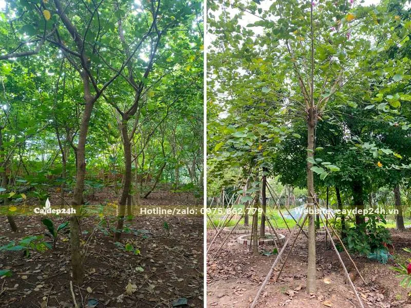 Vườn cây hoa Ban Tím trưởng thành, vanh 15 - 20