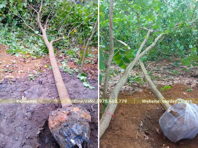 Bứng bầu cây Ban Tím đường kính gốc 10cm