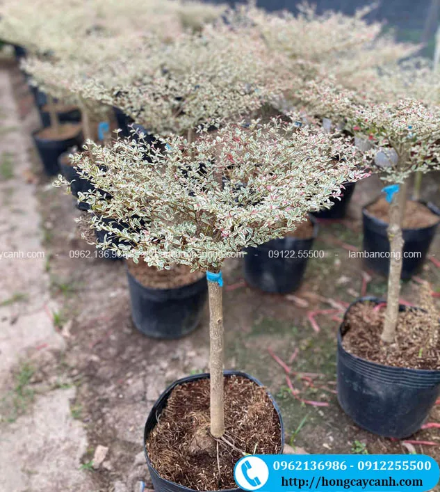 Cây bàng cẩm thạch