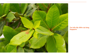 Cây bàng Singapore: Đặc điểm, cách trồng và mẹo chăm sóc