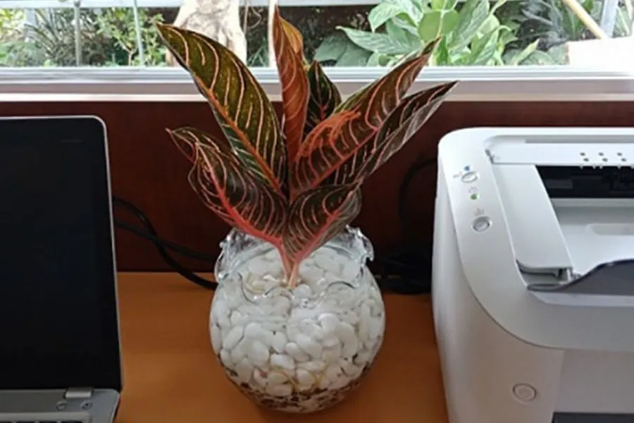 Cây bao thanh thiên có khả năng sống tốt trong môi trường thủy sinh.