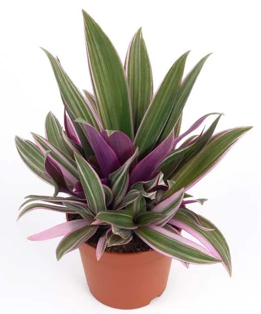 bảy sắc cầu vồng