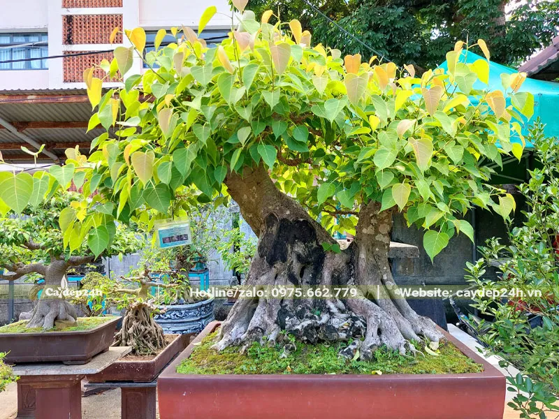 Chậu cây Bồ Đề bonsai đẹp trồng trước sân nhà mang lại sự thanh thoát