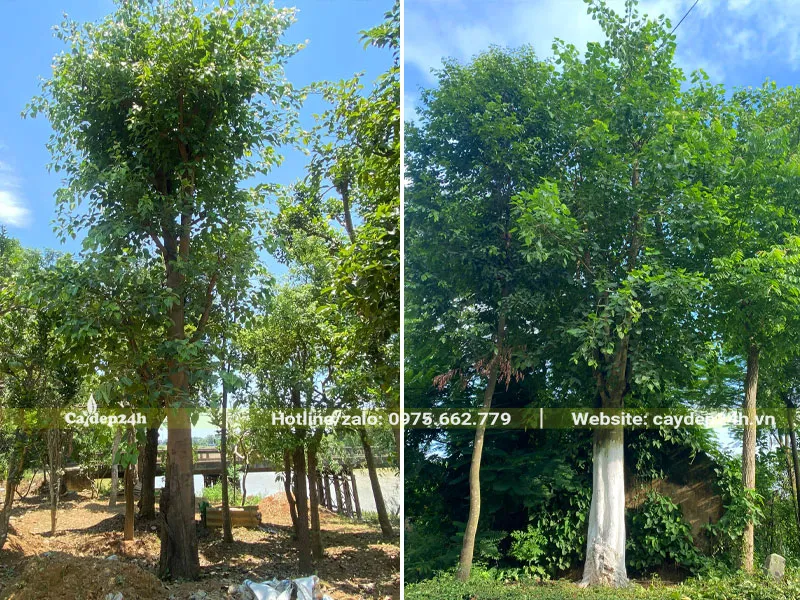 Cây Bồ Đề mọc sau nhà tạo sự che chở vững chắc cho gia chủ