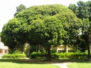 Cây Bóng Mát Là Gì? Khám Phá Lợi Ích Và Các Loại Phổ Biến Nhất