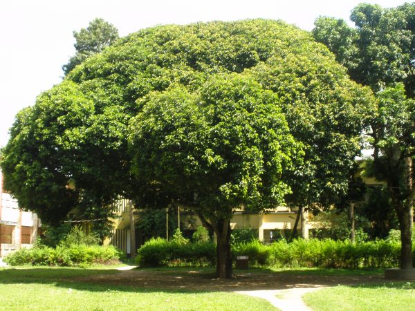 Cây Bóng Mát Là Gì? Khám Phá Lợi Ích Và Các Loại Phổ Biến Nhất