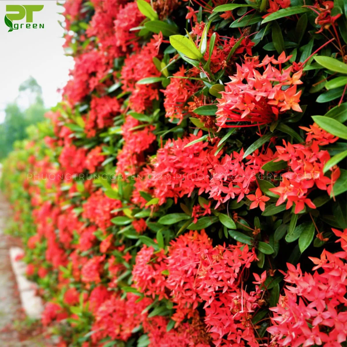 Chăm sóc cây bông trang