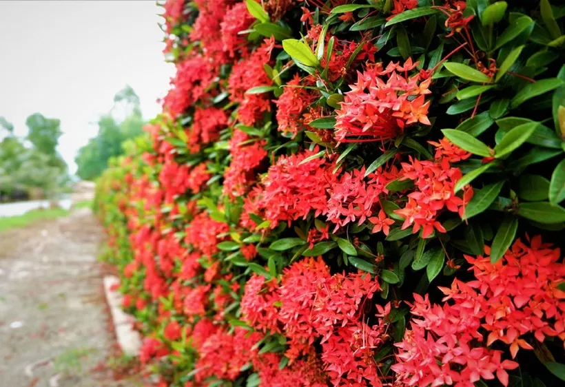 Cây bông trang cần nhiều ánh sáng để phát triển tốt