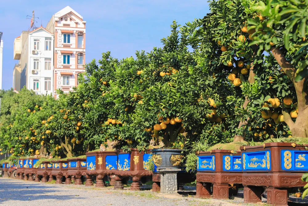 Cây bưởi cảnh có nhiều chủng loại khác nhau