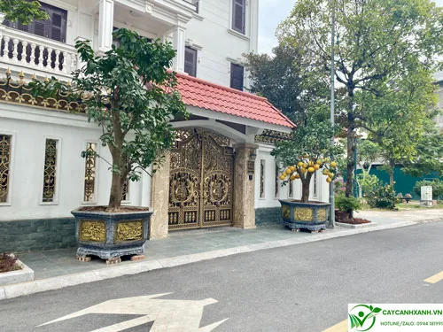 Cây bưởi được trồng chậu đặt trước cửa nhà