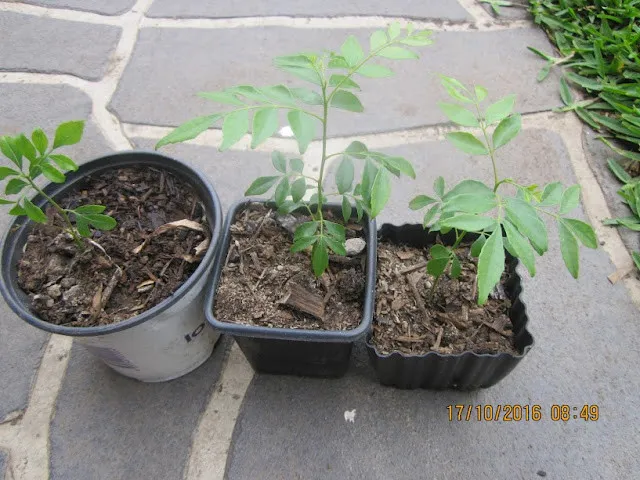 Cây cà ri có sự phát triển tốt trong chậu cảnh