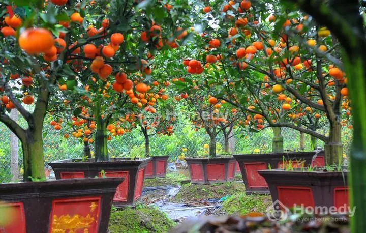 Cây cam cảnh tượng trưng cho sự thịnh vượng