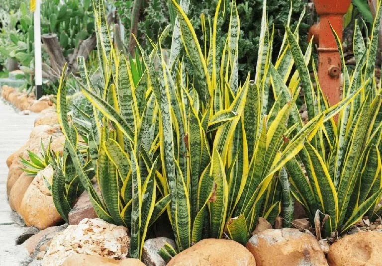 Cây lưỡi hổ có khả năng xua đuổi tà khí và làm sạch không khí hiệu quả trong nhà