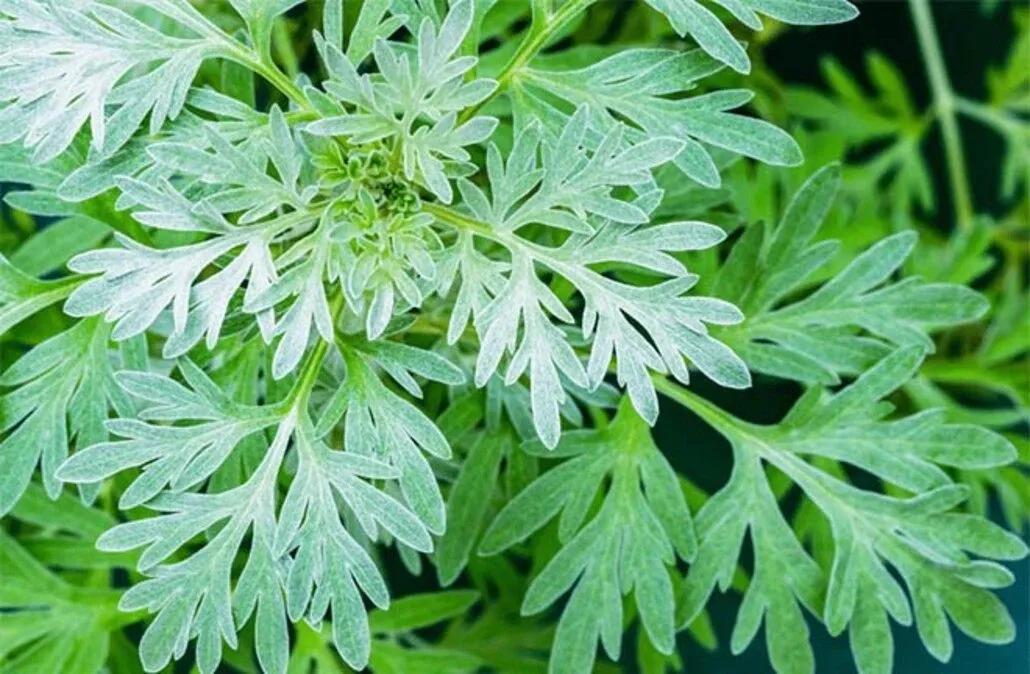 Ngải cứu được trồng hoặc treo trước nhà để ngăn chặn các luồng khí độc lọt vào không gian sống