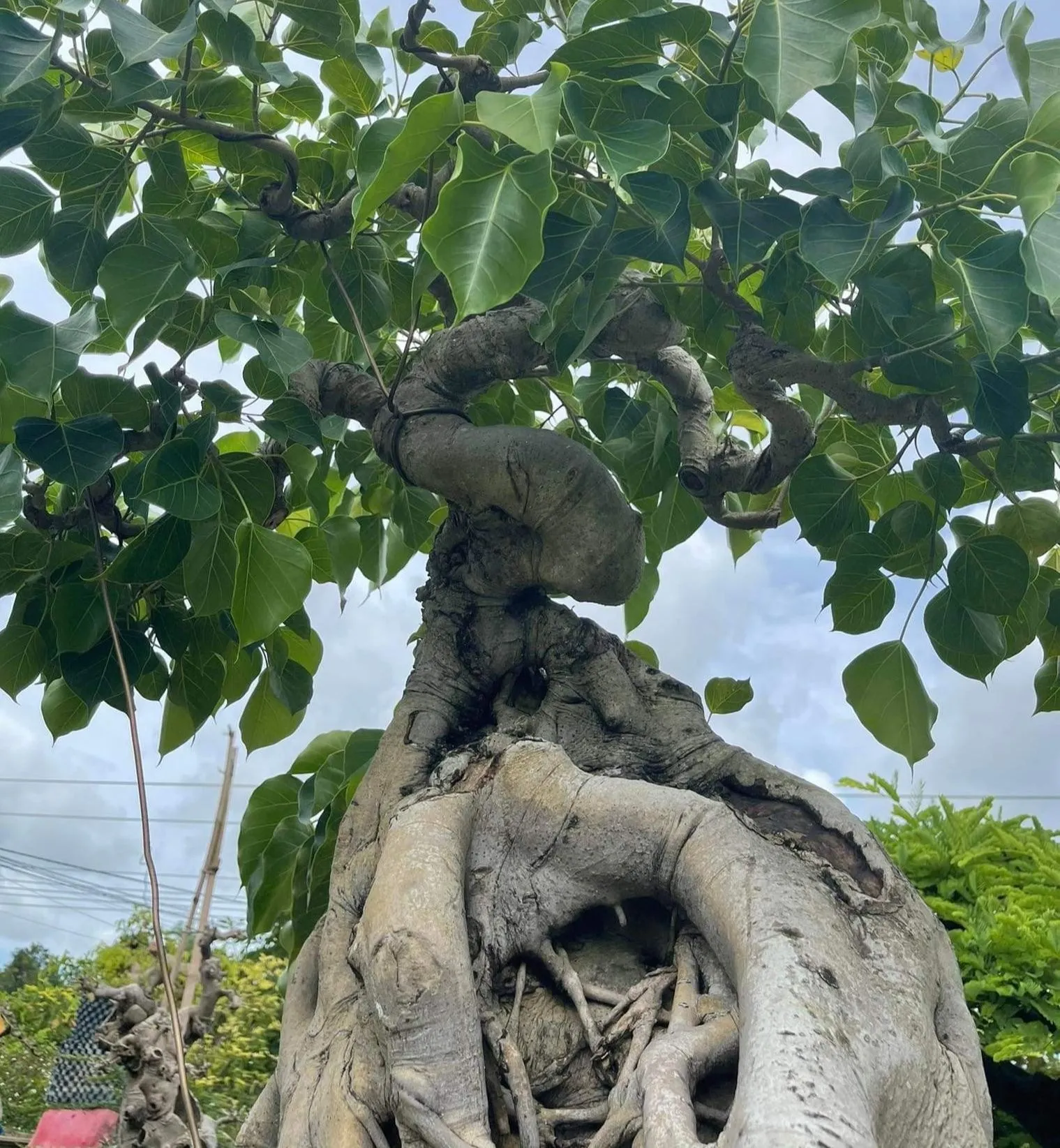 Cây cau vươn cao đón nhận ánh sáng mặt trời mang đến nguồn năng lượng dương thuần khiết cho gia chủ