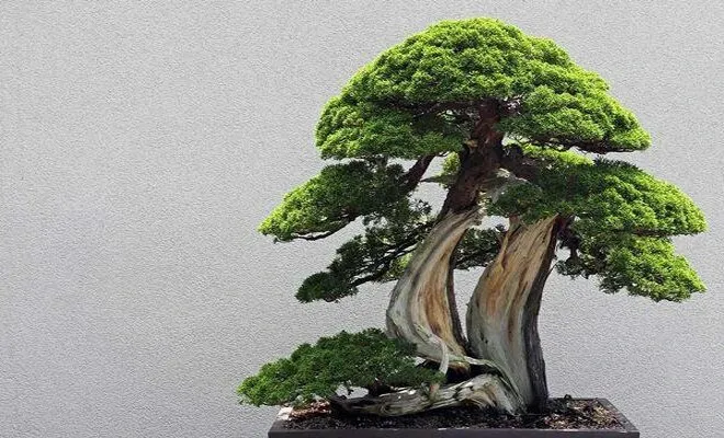 Cây tùng mang vẻ đẹp cổ kính đồng thời sở hữu linh khí mạnh mẽ để bảo vệ gia đình