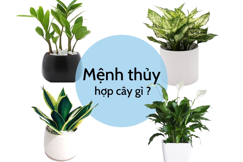 Mệnh Thổ Nên Trồng Cây Gì Hợp Phong Thủy, Thu Hút Tài Lộc