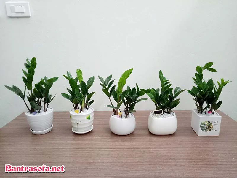 Cây cảnh dễ chăm sóc giúp tiết kiệm thời gian cho người bận rộn