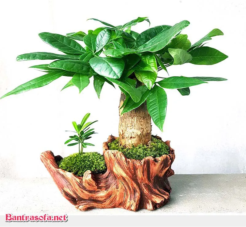 Cây Kim Ngân với lá dày, bóng mượt, mang ý nghĩa tài lộc trong phong thủy