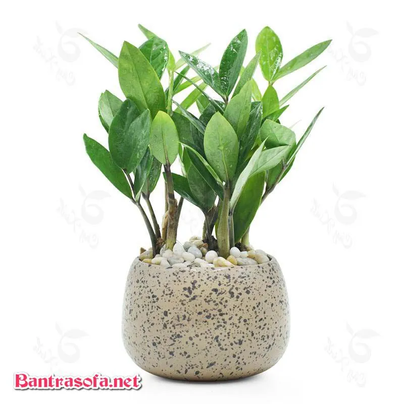 Cây Kim Tiền với lá xếp chồng độc đáo, phù hợp trang trí bàn làm việc