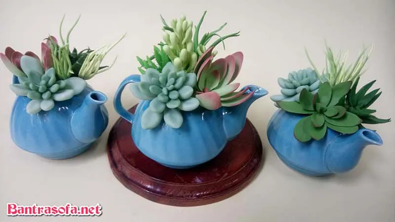 Sen đá với nhiều màu sắc đa dạng, phù hợp làm cây cảnh trang trí bàn trà