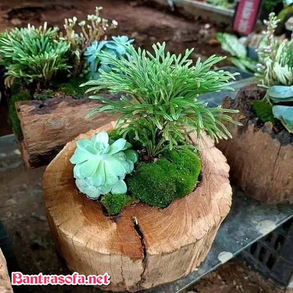 Cây Trường Sinh kết hợp sen đá tạo thành chậu cảnh mini đẹp mắt