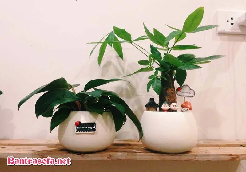 Kích thước nhỏ gọn là yếu tố quan trọng khi chọn cây cảnh để bàn