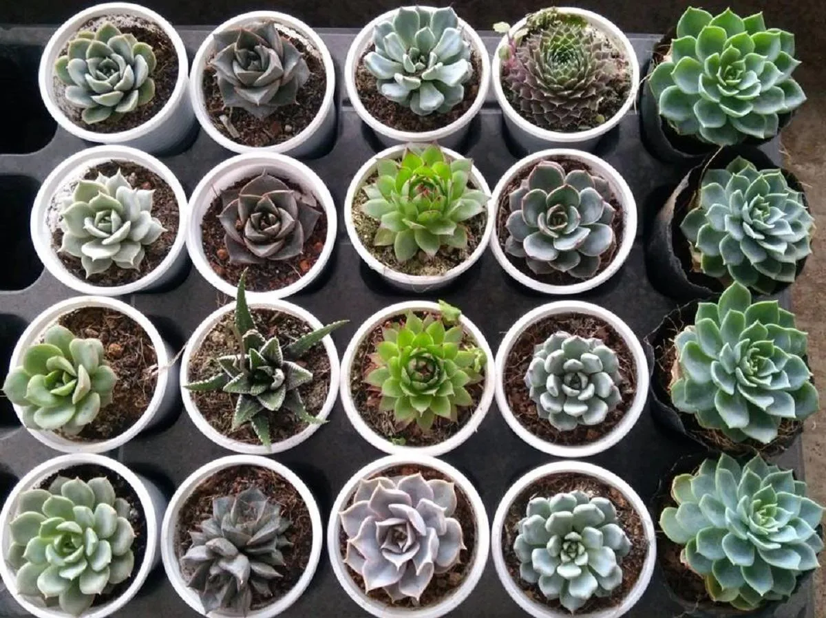 Sen đá là cây cảnh trong phòng làm việc nhỏ gọn giúp tăng khả năng tập trung.