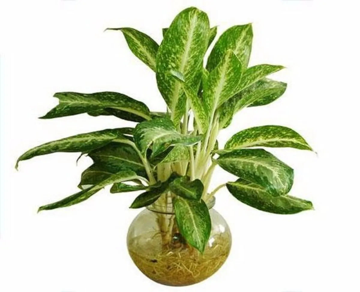 Cây Huy Hoàng mang lại vẻ đẹp tinh tế cho không gian làm việc hiện đại.