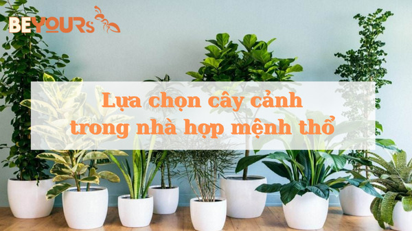 Cây hồng môn với hoa màu đỏ rực rỡ, mang lại may mắn và hạnh phúc
