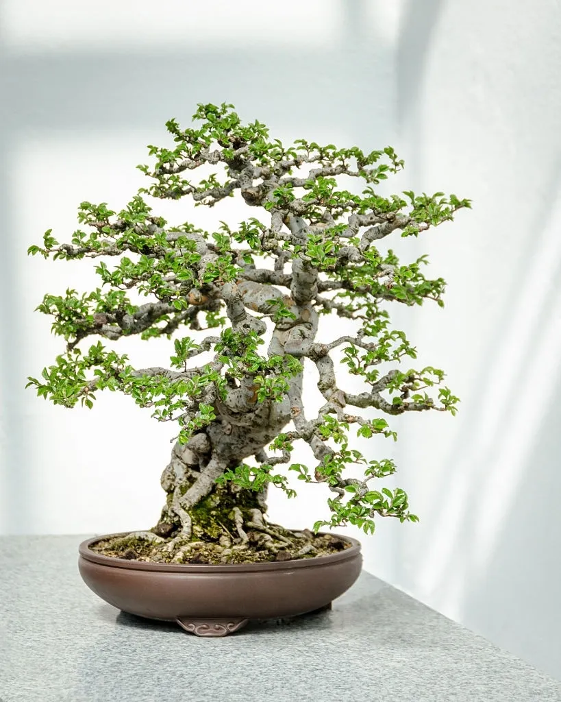 Cây cảnh nên để nơi có đủ ánh sáng