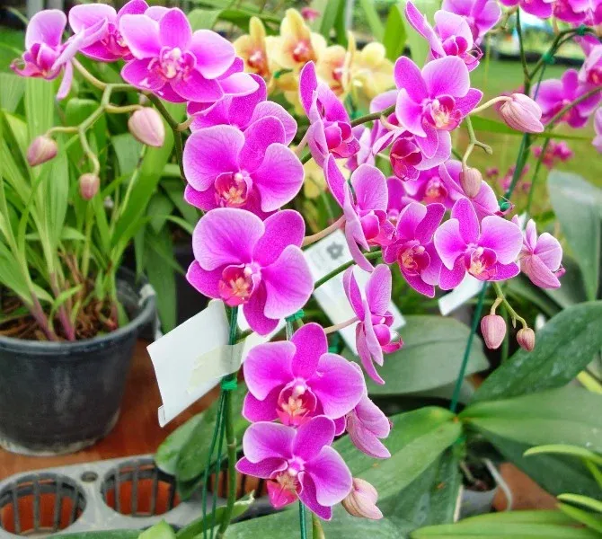 Chậu lan Hồ Điệp sang trọng tô điểm cho phòng khách ngày Tết