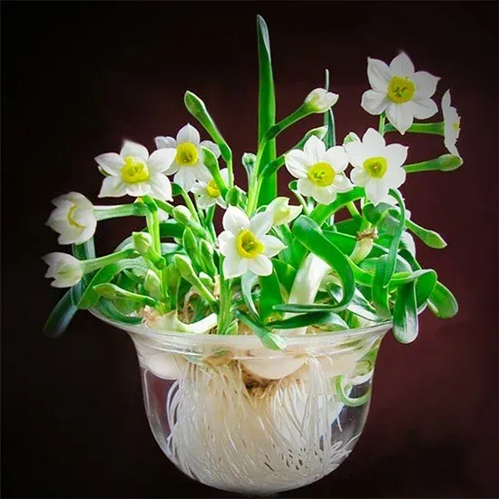 Hoa thủy tiên mang vẻ đẹp thanh tao và may mắn cát tường