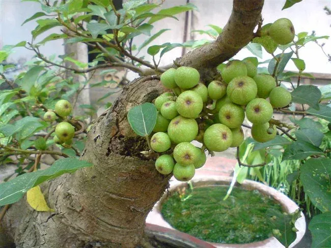 Cây sung bonsai mang ý nghĩa về sự sung túc bền lâu