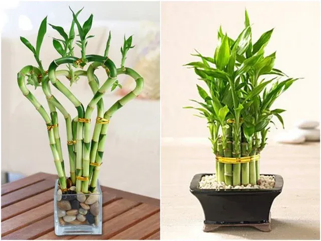 Cây phát tài giúp thanh lọc không khí và thu hút vận may