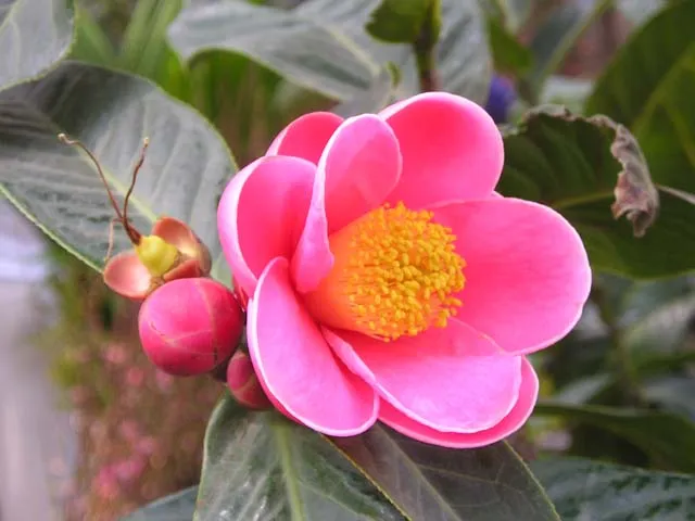 Sắc đỏ của hoa hải đường mang đến sự quý phái cho không gian