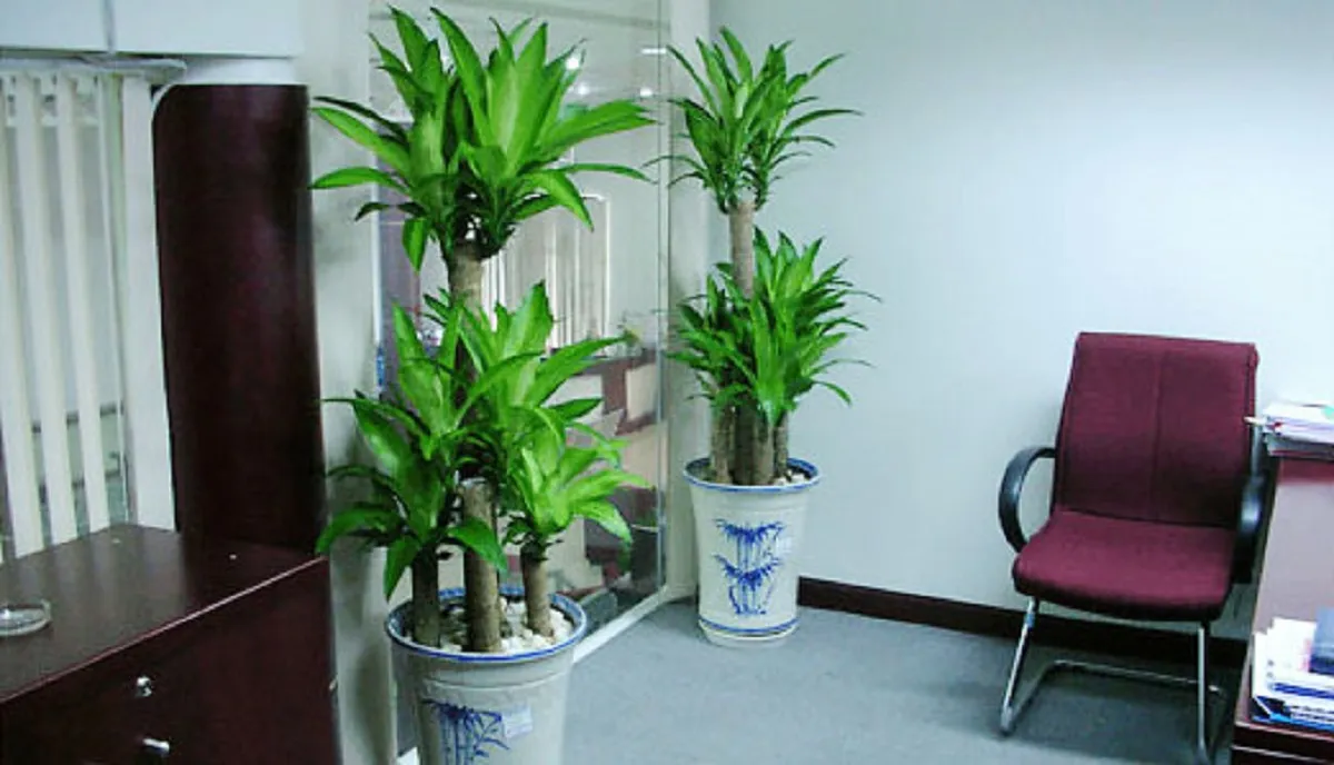 Thiết Mộc Lan thường được đặt ở góc phòng giám đốc để khẳng định uy quyền.