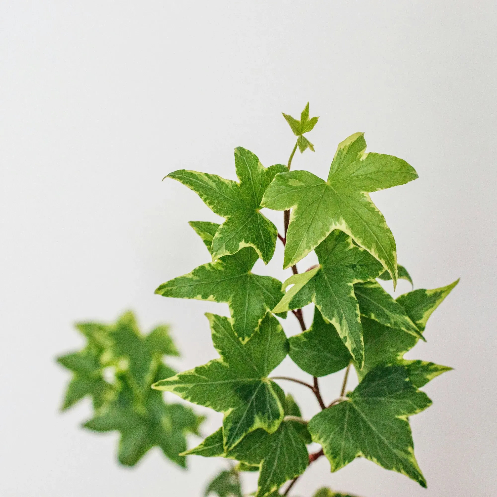 Cây thường xuân rũ thích hợp treo cửa sổ phòng ngủ