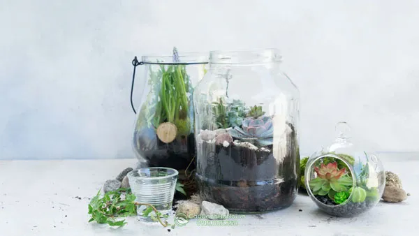 cây trồng trong bình thủy tinh
